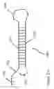 Fig. 43 - DEVICES AND METHODS FOR ANALYZING BIOMOLECULES AND PROBES BOUND THERETO