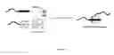 Fig. 07 - Supramolecular handcuffs in polymeric architecture