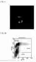 Fig. 10 - Recombinant virus vector originating in HHV-6 or HHV-7, method of producing the same, method of transforming host cell using the same, host cell transformed thereby and gene therapy method using the same