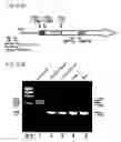 Fig. 12 - Recombinant virus vector originating in HHV-6 or HHV-7, method of producing the same, method of transforming host cell using the same, host cell transformed thereby and gene therapy method using the same