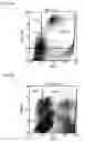Fig. 17 - Recombinant virus vector originating in HHV-6 or HHV-7, method of producing the same, method of transforming host cell using the same, host cell transformed thereby and gene therapy method using the same