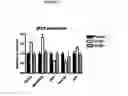 Fig. 05 - Method for Identifying and Selecting Cardiomyocytes