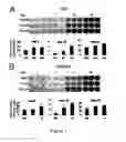 Fig. 08 - Compositions of mesenchymal stem cells to regenerate bone