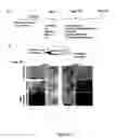 Fig. 09 - Compositions of mesenchymal stem cells to regenerate bone