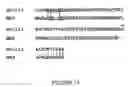 Fig. 18 - Goodpasture Antigen Binding Protein