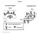 Fig. 02 - Orally bioavailable lipid-based constructs