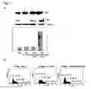 Fig. 08 - Telomerase reverse transcriptase variant