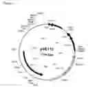 Fig. 02 - Methods for determining the presence or absence of elite event RF-BN1 in plant material