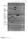 Fig. 04 - Methods for determining the presence or absence of elite event RF-BN1 in plant material