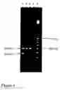 Fig. 05 - Methods for determining the presence or absence of elite event RF-BN1 in plant material