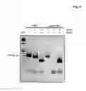 Fig. 07 - MINIATURIZED, HIGH-THROUGHPUT NUCLEIC ACID ANALYSIS