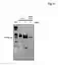 Fig. 08 - MINIATURIZED, HIGH-THROUGHPUT NUCLEIC ACID ANALYSIS