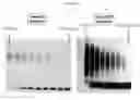 Fig. 03 - METHODS AND MATERIALS FOR DETECTING FRAGILE X MUTATIONS