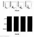 Fig. 08 - Gene and protein relating to hepatocellular carcinoma and methods of use thereof