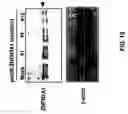 Fig. 22 - Gene and protein relating to hepatocellular carcinoma and methods of use thereof