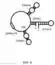 Fig. 09 - Method for identifying a compound that modulates telomerase activity