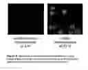 Fig. 09 - Rapid detection of replicating cells