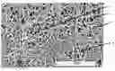 Fig. 01 - Expandable functional TFE copolymer fine powder, the expandable functional products obtained therefrom and reaction of the expanded products