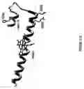 Fig. 35 - Cytochrome P450 oxygenases