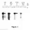 Fig. 02 - METHODS FOR GENERATING HIGH TITER HELPER-FREE PREPARATIONS OF RELEASED RECOMBINANT AAV VECTORS