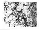 Fig. 12 - Nematode fatty acid desaturase-like sequences