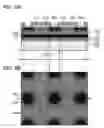 Fig. 09 - Method for manufacturing semiconductor substrate
