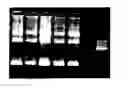 Fig. 01 - PROCESS FOR ANTIBODY PRODUCTION