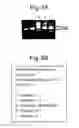 Fig. 04 - PROCESS FOR ANTIBODY PRODUCTION