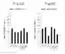 Fig. 12 - PROCESS FOR ANTIBODY PRODUCTION