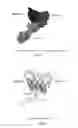 Fig. 04 - Crystal structure of CD147 extracellular region and use thereof