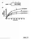 Fig. 03 - G-protein coupled receptor kinase-5 polymorphism