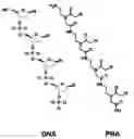 Fig. 01 - Method for Selective Labeling and Detection of Target Nucleic Acids Using Immobilized Peptide Nucleic Acid Probes