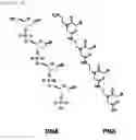 Fig. 02 - Method for Selective Labeling and Detection of Target Nucleic Acids Using Immobilized Peptide Nucleic Acid Probes