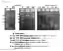 Fig. 06 - Method for Selective Labeling and Detection of Target Nucleic Acids Using Immobilized Peptide Nucleic Acid Probes