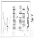 Fig. 04 - METHOD FOR PRECISE GENETIC DIAGNOSIS