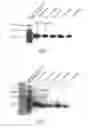 Fig. 02 - POLYMER FACTOR IX MOIETY CONJUGATES