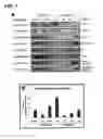 Fig. 02 - METHODS AND COMPOSITIONS FOR TREATING DISEASES AND CONDITIONS INVOLVING HIGHER MOLECULAR WEIGHT HYALURONAN