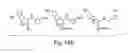 Fig. 20 - Biaryl compositions and methods for modulating a kinase cascade