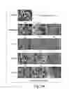Fig. 27 - Biaryl compositions and methods for modulating a kinase cascade
