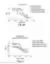 Fig. 30 - Biaryl compositions and methods for modulating a kinase cascade