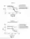 Fig. 33 - Biaryl compositions and methods for modulating a kinase cascade