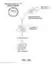 Fig. 44 - NELL peptide expression systems and bone formation activity of NELL peptide