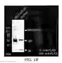 Fig. 52 - NELL peptide expression systems and bone formation activity of NELL peptide