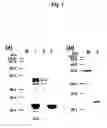 Fig. 02 - Process for producing coelenteramide or an analog thereof