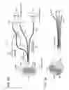 Fig. 09 - QUANTITATIVE SPECTROSCOPIC IMAGING