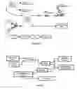 Fig. 02 - Measurement of neural functionality using phase sensitive optical coherence reflectometry