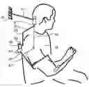 Fig. 01 - System for arm therapy