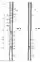 Fig. 02 - Hydraulic setting assembly