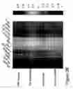 Fig. 12 - Method and system for image analysis