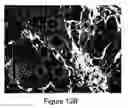 Fig. 46 - Method and system for image analysis